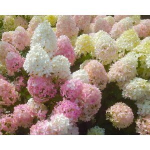 Hortenzia metlinatá (Hydrangea paniculata) ´VANILLE FRAISE®´ - výška 150x80 cm, kont. C25L - STENA